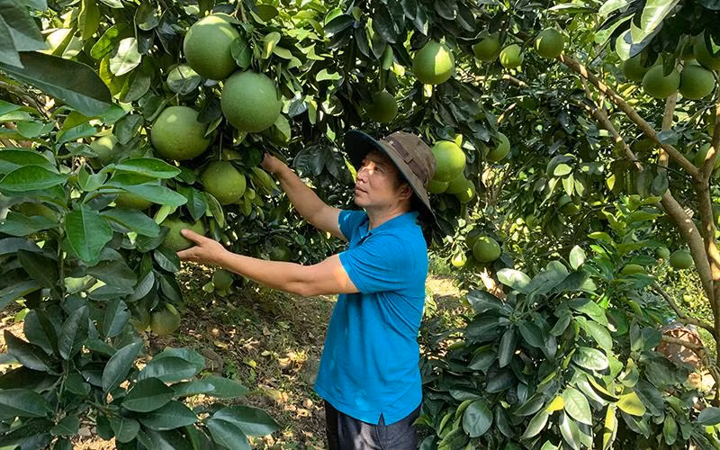 Bưởi VietGAP của Hợp tác xã trồng cây ăn quả bản Nghĩa Hưng, xã Mường Cơi, huyện Phù Yên (Sơn La).