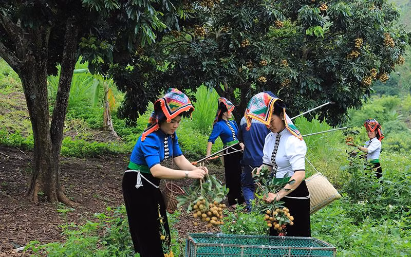 Thu hoạch nhãn vụ 2022 tại Sơn La.