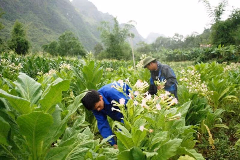 Một vùng trồng nguyên liệu thuốc lá. Một vùng trồng nguyên liệu thuốc lá.