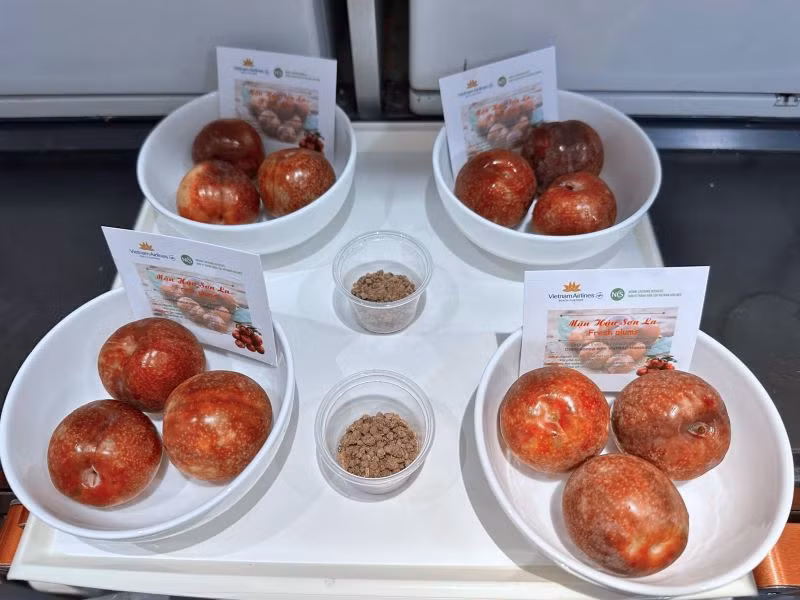 Việc đưa mận hậu Sơn La vào “thực đơn trên không” không chỉ là cầu nối văn hóa ẩm thực, mà còn là cách Hãng hàng không Quốc gia Việt Nam đồng hành, hỗ trợ người nông dân, giúp nâng tầm đặc sản vùng miền ra thị trường. Việc đưa mận hậu Sơn La vào “thực đơn trên không” không chỉ là cầu nối văn hóa ẩm thực, mà còn là cách Hãng hàng không Quốc gia Việt Nam đồng hành, hỗ trợ người nông dân, giúp nâng tầm đặc sản vùng miền ra thị trường.