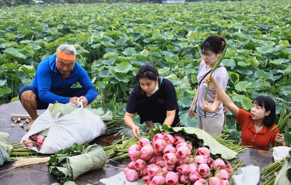 Người dân thu hoạch sen Hồ Tây.