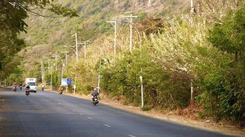 Cung đường ven biển Long Hải-Phước Hải (huyện Long Đất) ngập tràn sắc hoa đỗ mai.