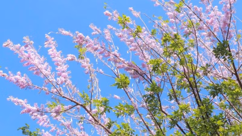 Hoa đỗ mai đang vào mùa rực rỡ nhất trong năm ở Bà Rịa-Vũng Tàu.