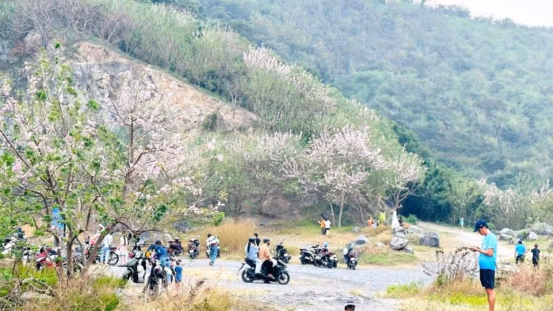 Rất đông du khách đến Đồi Con Heo để check-in với hoa đỗ mai.