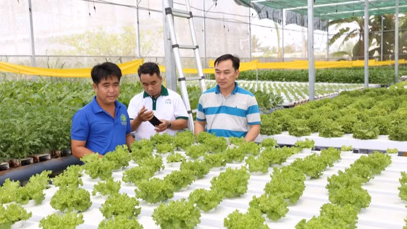 Sản xuất nông nghiệp ứng dụng công nghệ cao đem lại lợi nhuận cao đang được tỉnh Ninh Thuận khuyến khích nông dân nhân rộng mô hình. (Ảnh: NGUYỄN TRUNG)