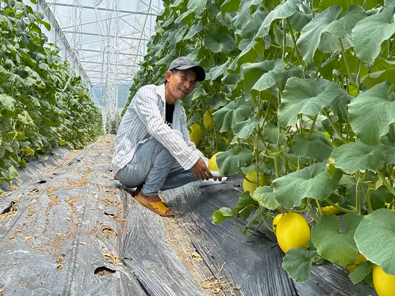 Trồng dưa lưới trong nhà màng theo mô hình sản xuất nông nghiệp ứng dụng công nghệ cao đã và đang đem lại lợi nhuận cao, cho nên nông dân tỉnh Ninh Thuận ngày càng đầu tư nhân rộng để diện tích sản xuất. (Ảnh: NGUYỄN TRUNG) Trồng dưa lưới trong nhà màng theo mô hình sản xuất nông nghiệp ứng dụng công nghệ cao đã và đang đem lại lợi nhuận cao, cho nên nông dân tỉnh Ninh Thuận ngày càng đầu tư nhân rộng để diện tích sản xuất. (Ảnh: NGUYỄN TRUNG)