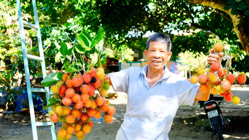 Anh Nguyễn Ngọc Thanh, chủ vườn trái cây Xuân Hùng ở xã Lâm Sơn, huyện Ninh Sơn, tỉnh Ninh Thuận giới thiệu các chùm quả chôm chôm chín đỏ tại vườn trồng chuẩn bị phục vụ du khách. Ảnh: NGUYỄN TRUNG