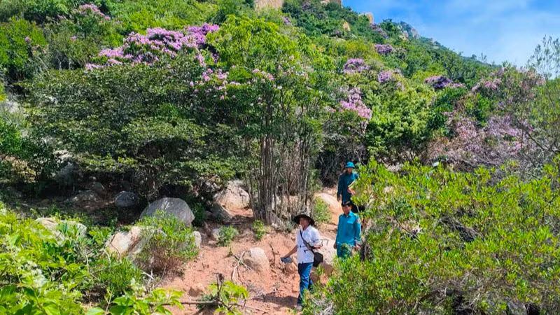 Cán bộ và nhân viên của Ban quản lý rừng phòng hộ ven biển huyện Thuận Nam (Ninh Thuận) đi tuần tra vùng rừng có cây bằng lăng rừng đang nở hoa thuộc lâm phần do đơn vị quản lý. (Ảnh: NGUYỄN TRUNG)