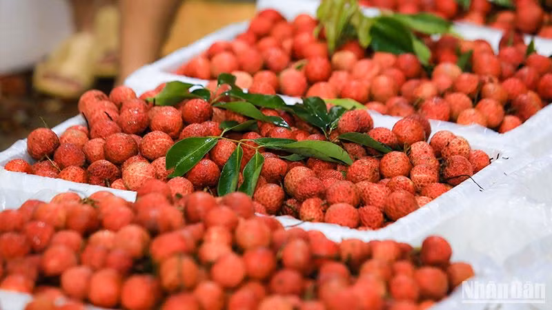 Vải thiều Bắc Giang. (Ảnh: Thành Đạt)