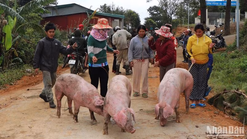 Bà con dân tộc thiểu số huyện Tu Mơ Rông vui mừng nhận lợn để ăn Tết Nguyên đán 2023.