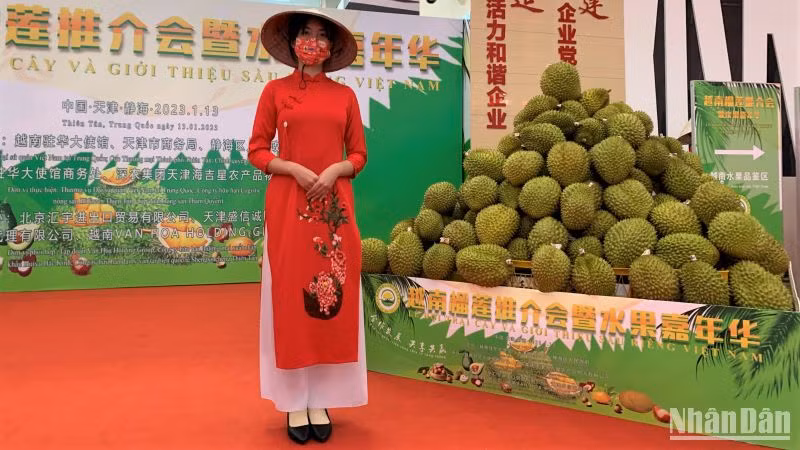 Sầu riêng Việt Nam được trưng bày tại lễ hội. (Ảnh: HỮU HƯNG)