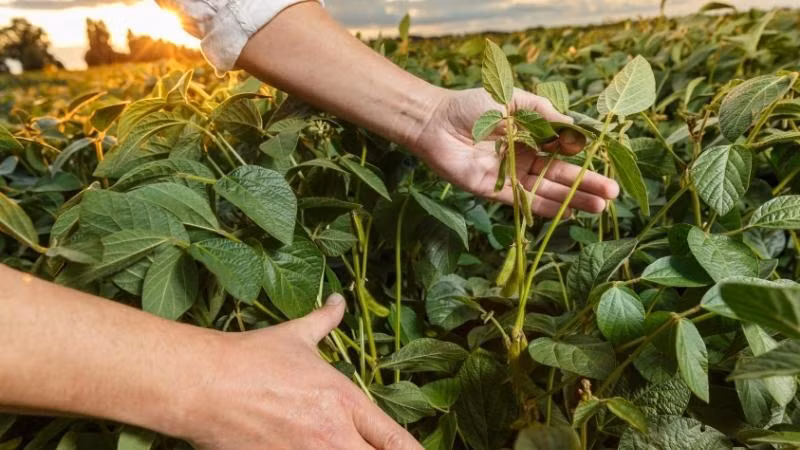  Giá nông sản và kim loại lấy lại đà tăng