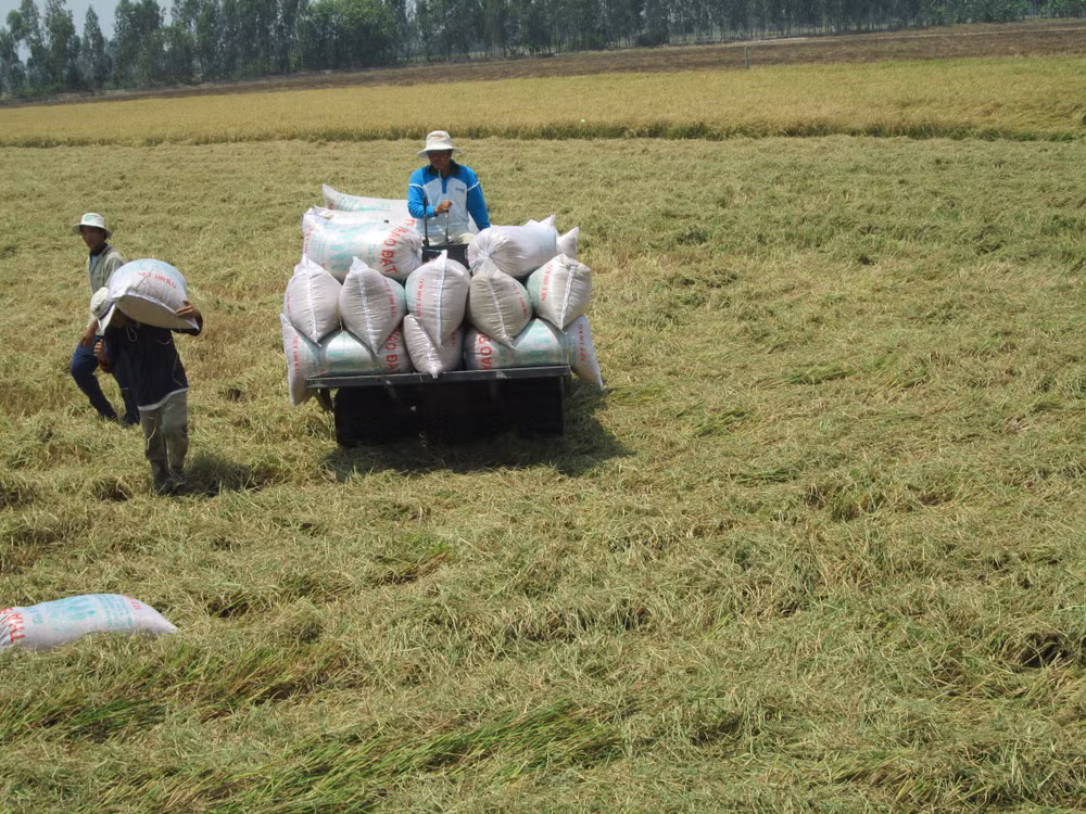 Thu hoạch lúa tại tỉnh An Giang. Thu hoạch lúa tại tỉnh An Giang.