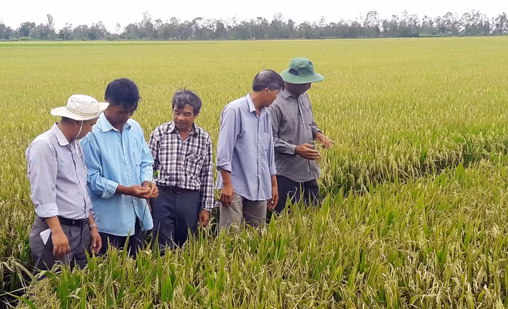 Cán bộ nông nghiệp phố biến kiến thức, kỹ thuật canh tác tiên tiên cho nông dân.