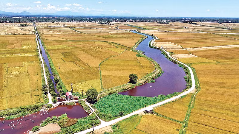 Ruộng lúa huyện Hải Lăng luôn cho năng suất cao nhất tỉnh Quảng Trị.