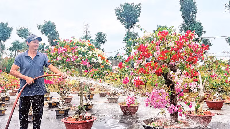 Nhờ đê bao khép kín, người dân trồng hoa kiểng tại Phú Sơn (huyện Chợ Lách) có nước ngọt phục vụ sản xuất trong mùa hạn, mặn.