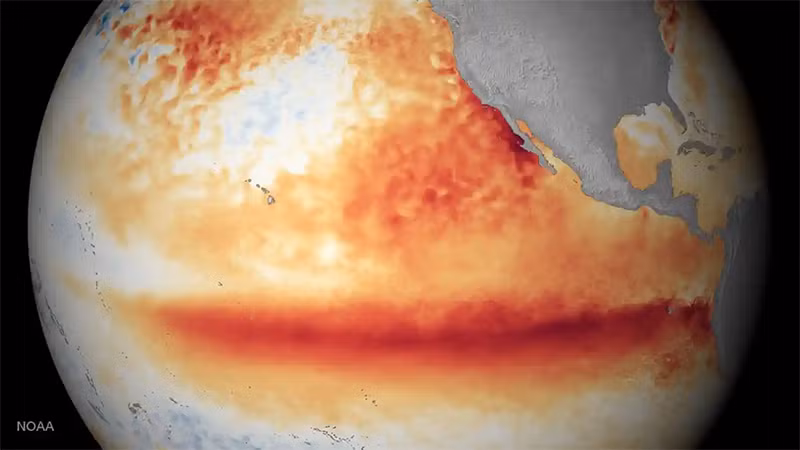Hình ảnh vệ tinh do Cơ quan Khí quyển và Đại dương quốc gia Mỹ (NOAA) cung cấp cho thấy nhiệt độ mặt nước biển trong tháng 10/2015. Những khu vực có màu đỏ cam là khu vực có nhiệt độ trên mức trung bình, đây là dấu hiệu cho thấy sự xuất hiện của El Nino.