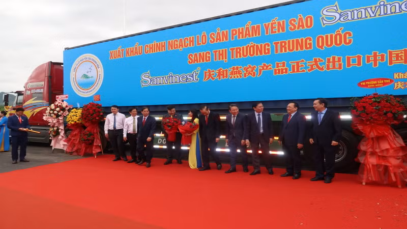 Xuất khẩu chính ngạch lô hàng yến sào nguyên chất đầu tiên sang thị trường Trung Quốc. (Ảnh: PHONG NGUYÊN)