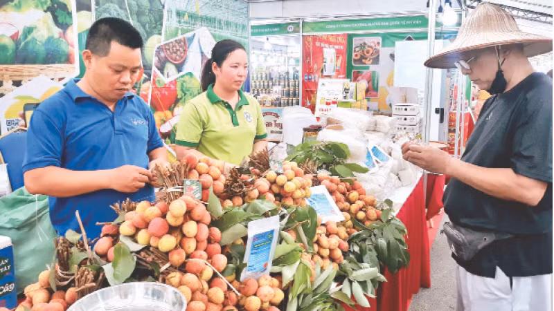 Quả vải được giới thiệu, bày bán tại Tuần hàng nông sản, trái cây các tỉnh, thành phố tại Hà Nội năm 2023. 