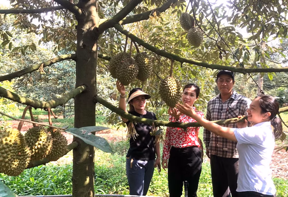 Một vườn trái cây ở thành phố Long Khánh.
