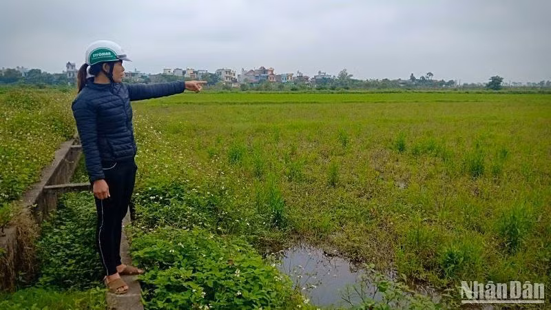 Một số diện tích đất đai ở tỉnh Thái Bình đã thu hồi nhiều năm, nhưng chậm triển khai dự án gây lãng phí.