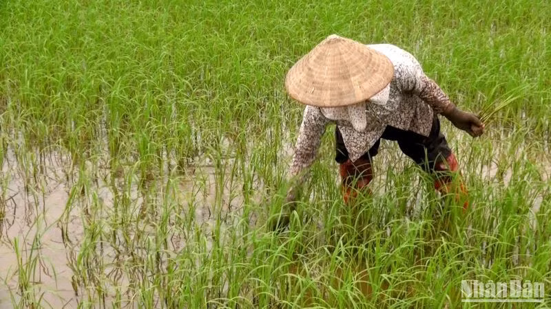 Các địa phương có diện tích lúa ngập úng đang khẩn trương tiến hành dặm tỉa hoặc gieo cấy bổ sung.