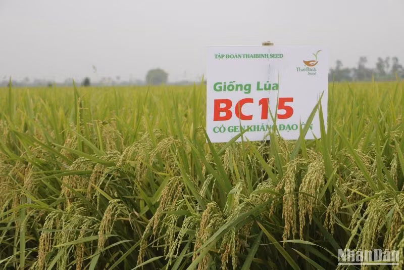 Giống lúa BC15 có gen kháng bệnh đạo ôn được nông dân nhiều vùng miền trên cả nước ưa chuộng. Giống lúa BC15 có gen kháng bệnh đạo ôn được nông dân nhiều vùng miền trên cả nước ưa chuộng.