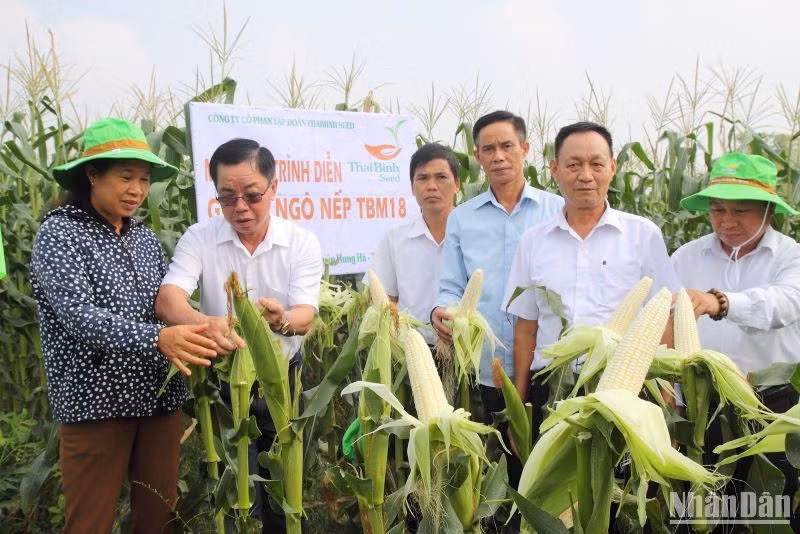 Giống Ngô nếp TBM 18 trồng khảo nghiệm trên đồng đất Hưng Hà (Thái Bình) cho năng suất, chất lượng cao. Giống Ngô nếp TBM 18 trồng khảo nghiệm trên đồng đất Hưng Hà (Thái Bình) cho năng suất, chất lượng cao.