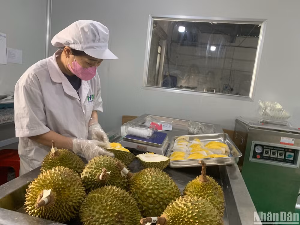 Quá trình sơ chế, bảo quản, tách múi/chế biến/đóng gói sầu riêng được thực hiện trong điều kiện bảo quản trong điều kiện an toàn thực phẩm, kho mát để quả sầu không bị chín ép làm giảm chất lượng.