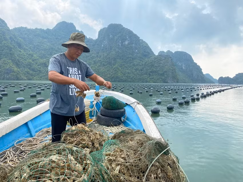 Ngư dân huyện Vân Đồn thả hàu giống cho vụ sản xuất mới.