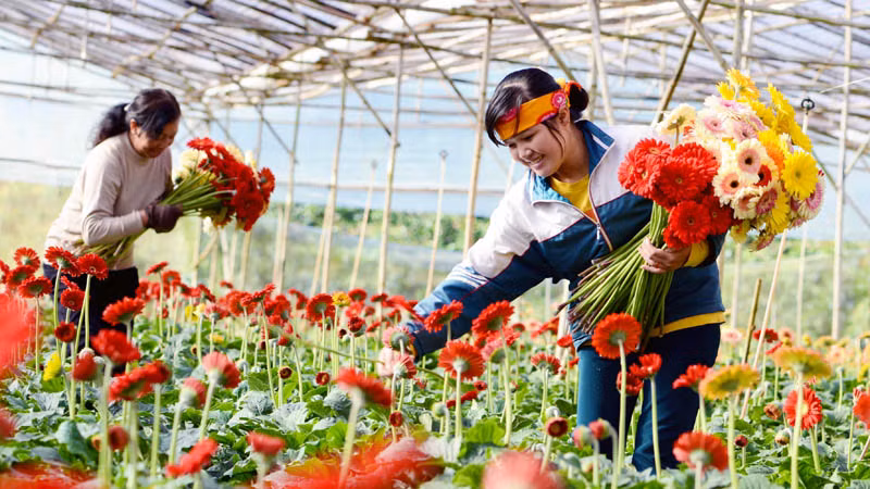 Đà Lạt, thành phố ngàn hoa quanh năm khoe sắc.