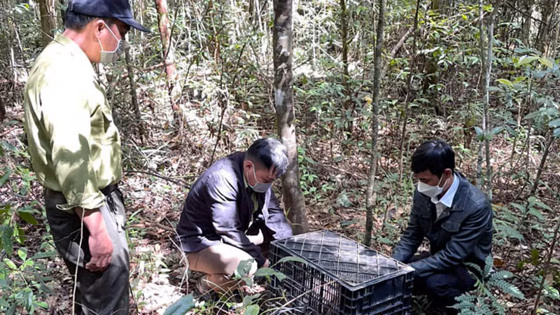 Lực lượng chức năng thả động vật hoang dã về môi trường tự nhiên. (Ảnh minh họa)