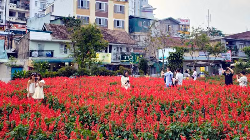 Du khách trải nghiệm xứ ngàn hoa Đà Lạt. Du khách trải nghiệm xứ ngàn hoa Đà Lạt.