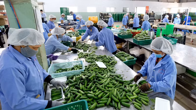 Sản xuất nông nghiệp công nghệ cao tại Lâm Đồng. Sản xuất nông nghiệp công nghệ cao tại Lâm Đồng.