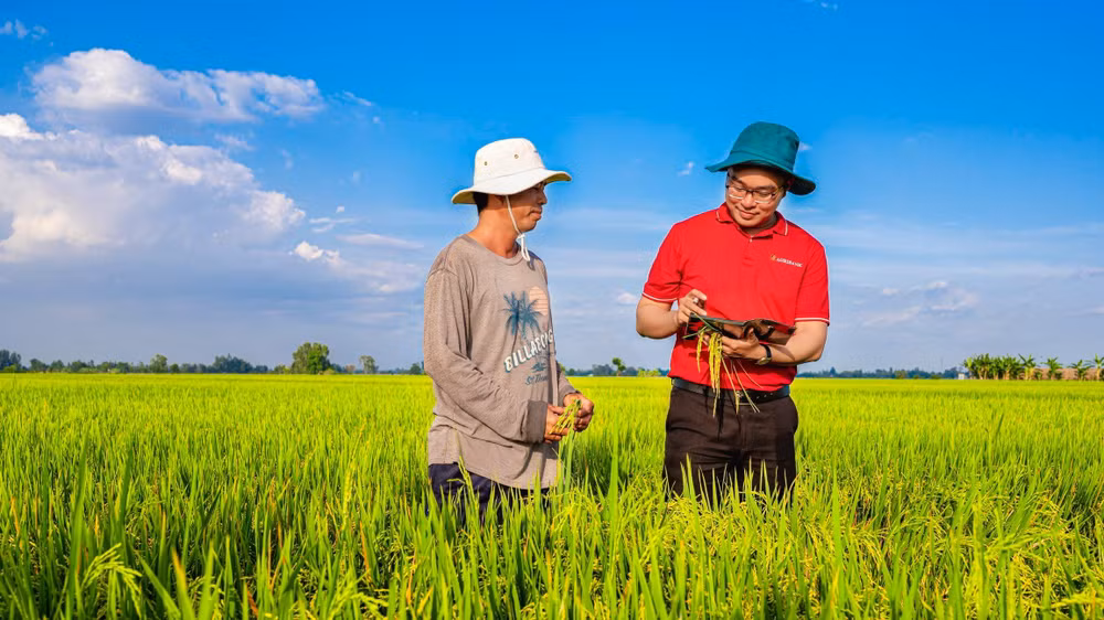 Agribank sẽ là ngân hàng chủ lực cung ứng vốn cho Đề án 1 triệu héc-ta lúa chất lượng cao.