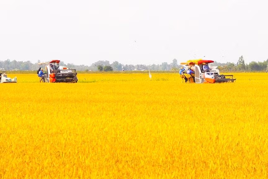Đồng bằng sông Cửu Long đã khởi động những mô hình trồng lúa chất lượng cao đầu tiên. Đồng bằng sông Cửu Long đã khởi động những mô hình trồng lúa chất lượng cao đầu tiên.