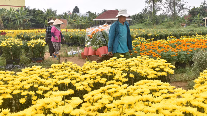 Vận chuyển hoa từ vườn ra giao cho thương lái.