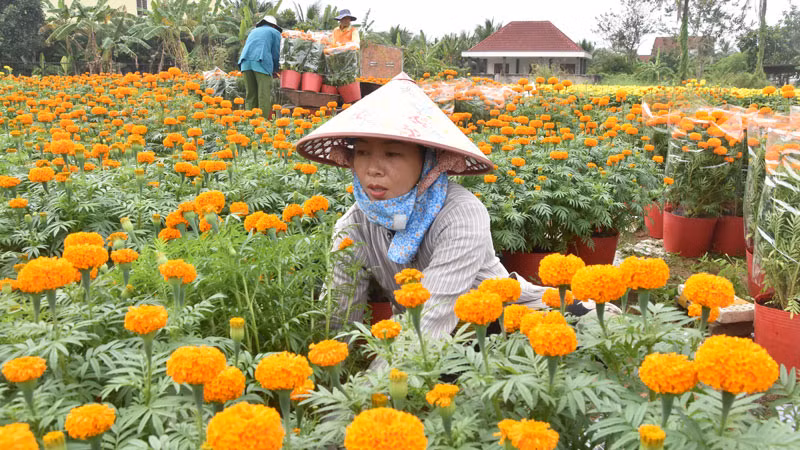 Nhân công bó hoa Tết.