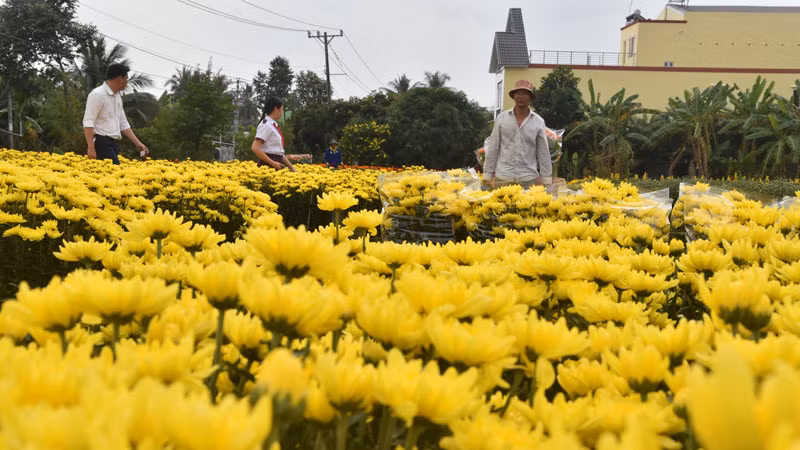 Một khu trồng hoa cúc Hà Lan ở xã Mỹ Phong, thành phố Mỹ Tho (Tiền Giang) nở đúng dịp Tết.