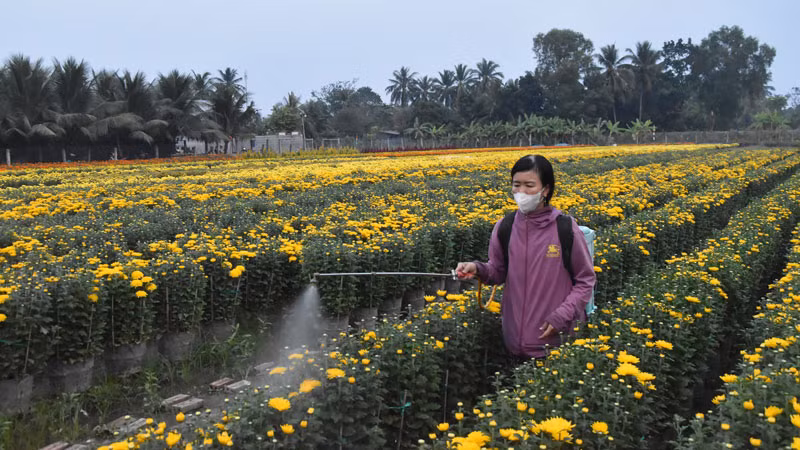 Người dân xử lý thuốc cho hoa nở đúng dịp Tết Ất Tỵ 2025.