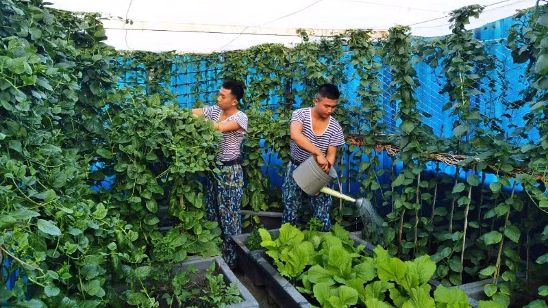 Tăng gia sản xuất rau xanh trên đảo Trường Sa.