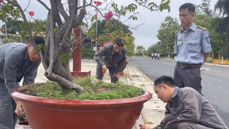 Sửa sang, chăm sóc vườn cây đơn vị.