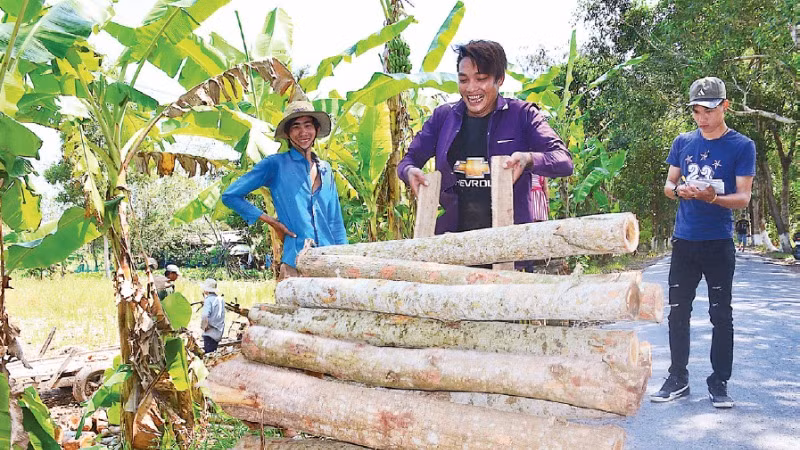 Gỗ keo lai còn được vận chuyển bằng đường xe tải đến các khu vực chế biến lâm sản tập trung trong và ngoài tỉnh. Gỗ keo lai còn được vận chuyển bằng đường xe tải đến các khu vực chế biến lâm sản tập trung trong và ngoài tỉnh.