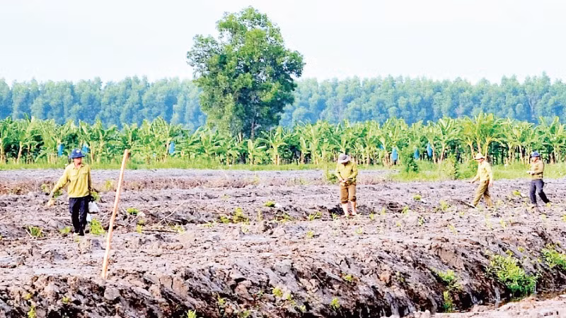 Sau khai thác, cư dân miệt rừng U Minh hạ tái trồng mới vụ keo lai ngay trong mùa mưa để cây dễ phát triển. Sau khai thác, cư dân miệt rừng U Minh hạ tái trồng mới vụ keo lai ngay trong mùa mưa để cây dễ phát triển.
