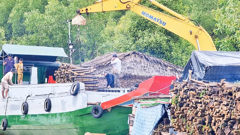 Keo lai sau khai thác được vận chuyển bằng ghe lớn tập kết tại các bìa rừng. Keo lai sau khai thác được vận chuyển bằng ghe lớn tập kết tại các bìa rừng.