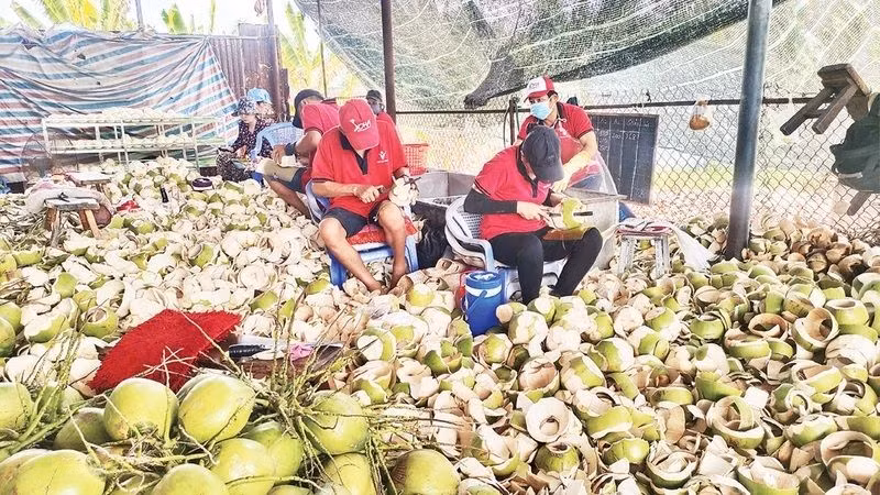 Giá dừa tươi tăng khoảng 110-120%, trong khi dừa nguyên liệu tăng 150% so với cùng kỳ năm ngoái.