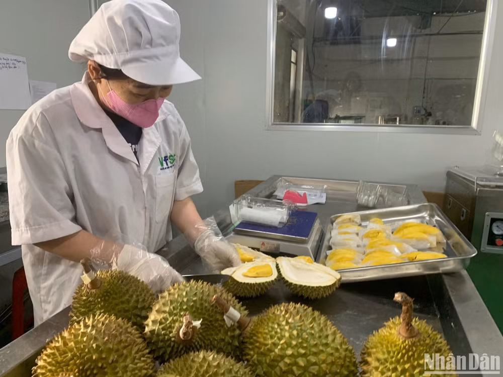 Các doanh nghiệp xuất khẩu, cơ sở đóng gói, vùng trồng phải tuân thủ nghiêm ngặt các quy định tại Nghị định thư về yêu cầu kiểm dịch thực vật và an toàn thực vật đối với xuất khẩu sầu riêng đông lạnh từ Việt Nam sang Trung Quốc. Các doanh nghiệp xuất khẩu, cơ sở đóng gói, vùng trồng phải tuân thủ nghiêm ngặt các quy định tại Nghị định thư về yêu cầu kiểm dịch thực vật và an toàn thực vật đối với xuất khẩu sầu riêng đông lạnh từ Việt Nam sang Trung Quốc.