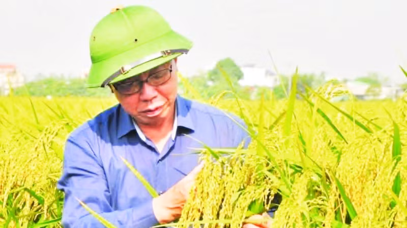 Anh hùng Lao động Trần Mạnh Báo, Chủ tịch Hội đồng quản trị Tập đoàn ThaiBinh Seed bên giống lúa nếp Bể được phục tráng thành công.