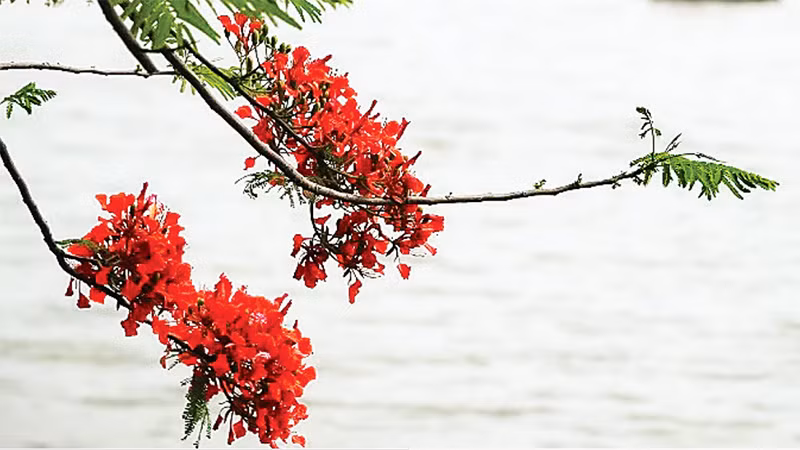 Mùa hoa phượng nở rộn rã gọi hè về. (Ảnh MINH HÀ)