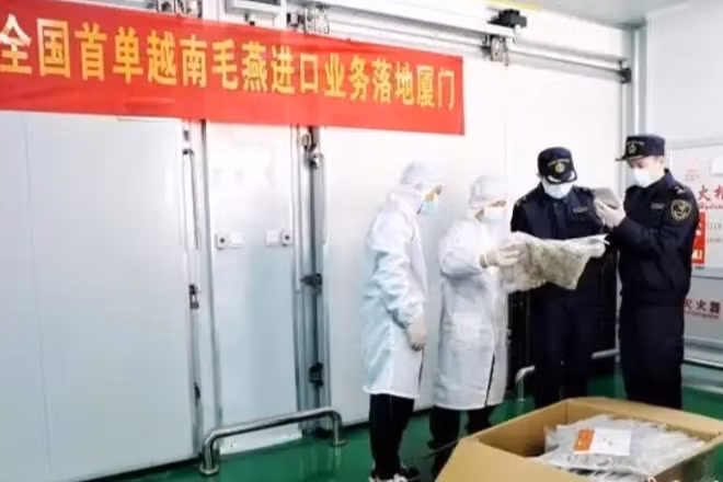 Hải quan thành phố Hạ Môn kiểm tra lô hàng tổ yến thô đầu tiên nhập khẩu từ Việt Nam. (Ảnh: Chinanews.com.cn)